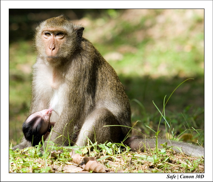 2006 - 07 - Temple angkor - Singes 06